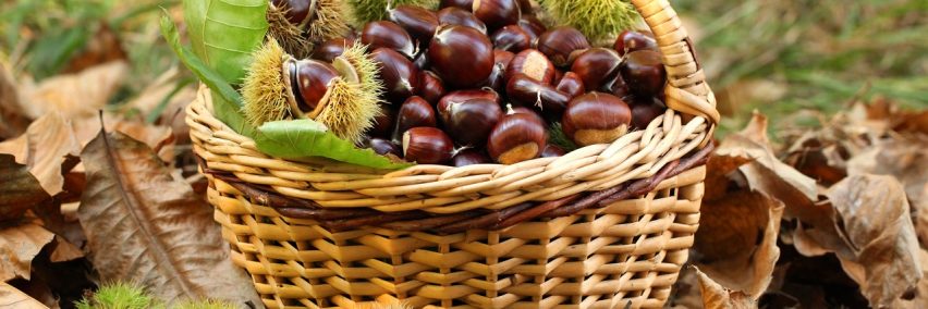 Cesta_castañas.1 Cesta_castañas.1